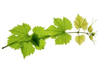 Isolated grape vine branch with green leaves and tendrils on a white background studio shot