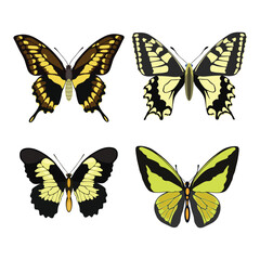 Icon set butterflies vector illustration in cartoon minimalist design. Perfect for educational and scientific projects, entomology, and biology content. Exotic insect animal