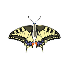 Vector illustration of butterfy in cartoon flat style. Perfect for educational and scientific projects, entomology, and biology content. Exotic insect animal