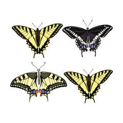 Icon set butterflies vector illustration in cartoon minimalist design. Perfect for educational and scientific projects, entomology, and biology content. Exotic insect animal