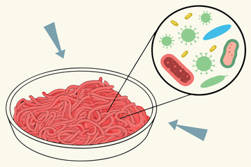 26 Raw ground beef, microscopic bacteria, colorful microorganisms, petri dish, scientific illustration, cross-section view, vibrant colors, red meat texture, circular magnification, biological hazard,