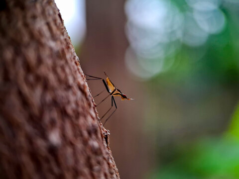 Banana stalk fly. Shallow depth of field