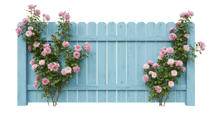 Climbing pink rose vines blooming against a pastel blue wooden fence for charming garden wall decor