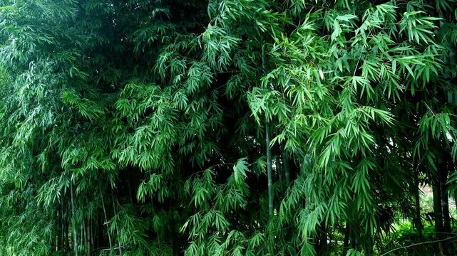 Bamboo Wind 10