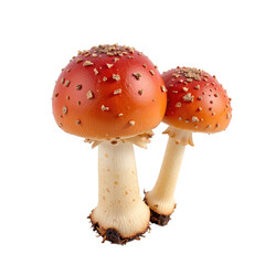 Obraz premium Two vibrant red fly agaric mushrooms with white stems and brown spots, isolated on a transparent background.