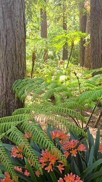 Beautiful orange flowers and tall lush green palm trees at Descanso Gardens La Ca&ntilde;ada Flintridge California USA