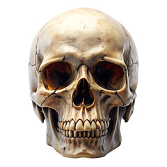 Obraz premium Human Skull: Anatomy Image