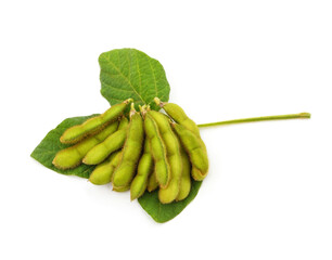 Green soybean pods.