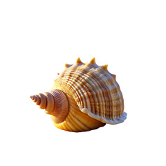 Seashell: Beach Ocean Nature Photo