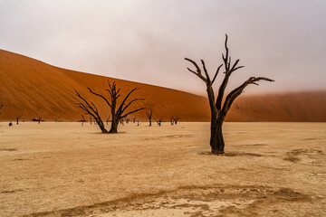 Dead Camelthorn Trees against red dunes and blue sky in Deadvlei, Sossusvlei. Namib-Naukluft National Park, Namibia, Africa