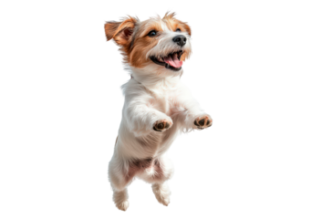 Happy dog jumps isolated on transparent background
