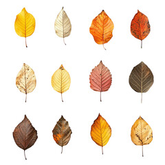 Obraz premium Autumn leaves vibrant colors abstract art nature design