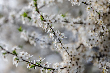 Obraz premium spring blossom in spring