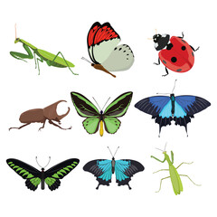 Big collection of insects in vector cartoon flat design. Beetle, butterfly, praying mantis, lady bug icon sheet perfect for educational and scientific projects, entomology, biology, infographic conten