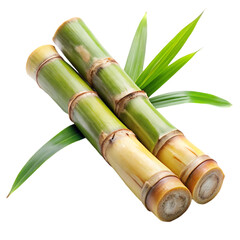 Fototapeta premium Sugarcane stalks, leaves, plant
