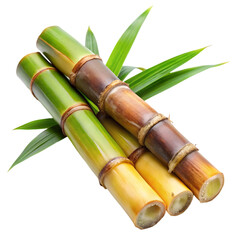 Fototapeta premium Bamboo Stalks: Nature's Resource