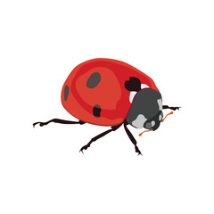 Adorable flat design red lady bug in cartoon flat design, vector hand drawn ideal for kids illustrations, educational content, and children’s products of infographic content