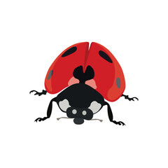 Fototapeta premium Adorable flat design red lady bug in cartoon flat design, vector hand drawn ideal for kids illustrations, educational content, and children’s products of infographic content