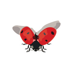 Adorable flat design red lady bug in cartoon flat design, vector hand drawn ideal for kids illustrations, educational content, and children’s products of infographic content