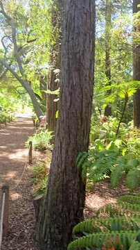 Beautiful orange flowers and tall lush green pine trees at Descanso Gardens La Ca&ntilde;ada Flintridge California USA