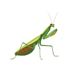 Realistic Praying Mantis Vector Illustration. Highly detailed vector illustration of a praying mantis, perfect for educational and scientific projects, entomology, and biology content.