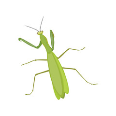 Realistic Praying Mantis Vector Illustration. Highly detailed vector illustration of a praying mantis, perfect for educational and scientific projects, entomology, and biology content.