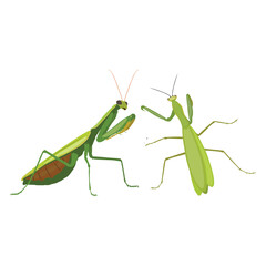 Realistic Praying Mantis Vector Illustration. Highly detailed vector illustration of a praying mantis, perfect for educational and scientific projects, entomology, and biology content.