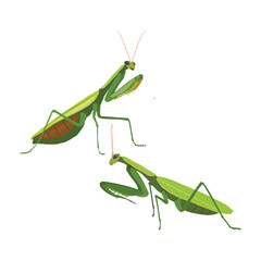 Realistic Praying Mantis Vector Illustration. Highly detailed vector illustration of a praying mantis, perfect for educational and scientific projects, entomology, and biology content.