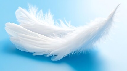 Gentle white feathers arranged on a delicate blue background backdrop