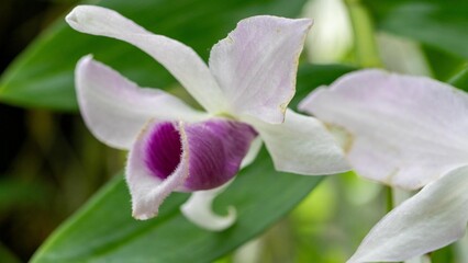 Fototapeta premium Purple Trumpet Shaped Orchid Flower with White Petals in Soft Natural Light