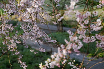桜の咲く木道