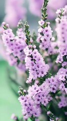 Obraz premium Vibrant Purple Flowers Blooming Close Up Photography