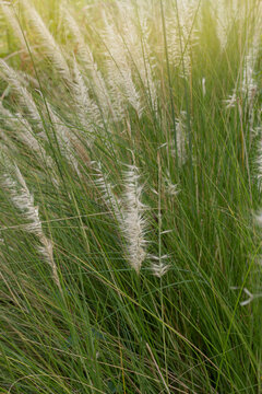 White flower of Fountain Grass or Pennisetum setaceum (Forssk.) Chiov bloom with sunlight in the garden.