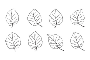 Obraz premium African Mahogany leaf line art illustration 