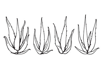 Aloe Vera leaf line art illustration 