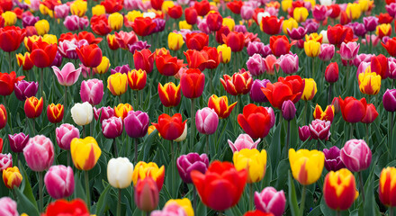 Fototapeta premium Colorful Tulip Garden Background in Spring Light