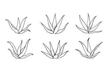 Aloe Vera leaf line art illustration 