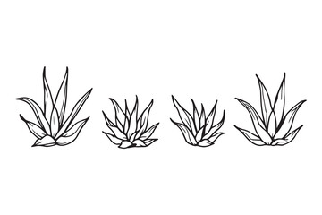 Aloe Vera leaf line art illustration 
