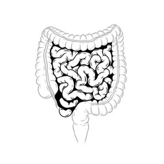 Human intestines vector illustration in black and white outline. Anatomical illustration of Small and large intestines. Anatomy of internal organ. Vector illustration
