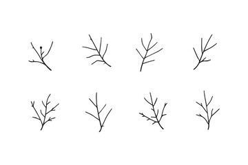 Apricot leaf line art