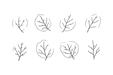 Apricot leaf line art