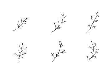 Arjuna leaf line art 