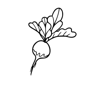 recommend clip art: simple beet line art design with leaves