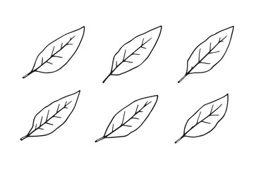 Bay Leaf line art 