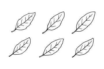 Bay Leaf line art 