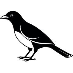 Obraz premium line-art-myna-silhouette-vector-design 