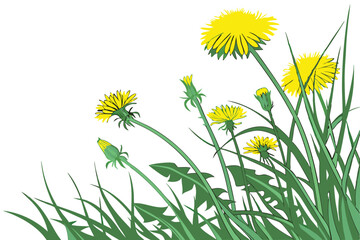 57 Bright yellow dandelions, lush green grass, macro photography, high contrast, vibrant colors, spring meadow, natural texture, minimalist composition, overhead view, botanical detail, sunlit lawn, w