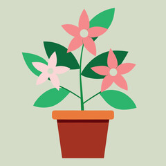 Pink night jasmine flowers terracotta pot 