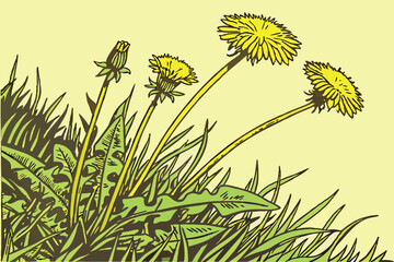 Fototapeta premium 57 Bright yellow dandelions, lush green grass, macro photography, high contrast, vibrant colors, spring meadow, natural texture, minimalist composition, overhead view, botanical detail, sunlit lawn, w