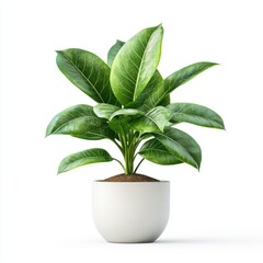 Lush Green Houseplant in a White Pot Perfect for Home Decor and Office Spaces